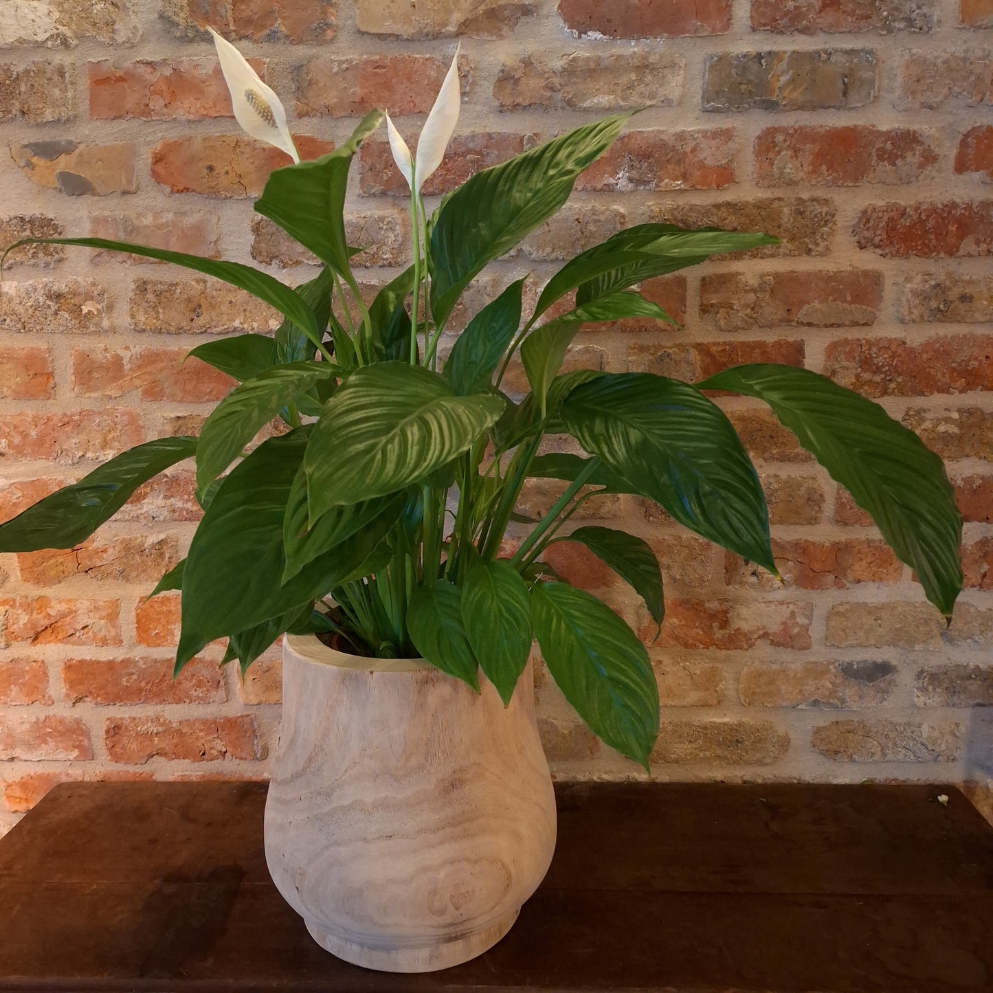 Teak planter Large dia 21cm