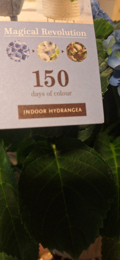 Indoor Hortensia blauw