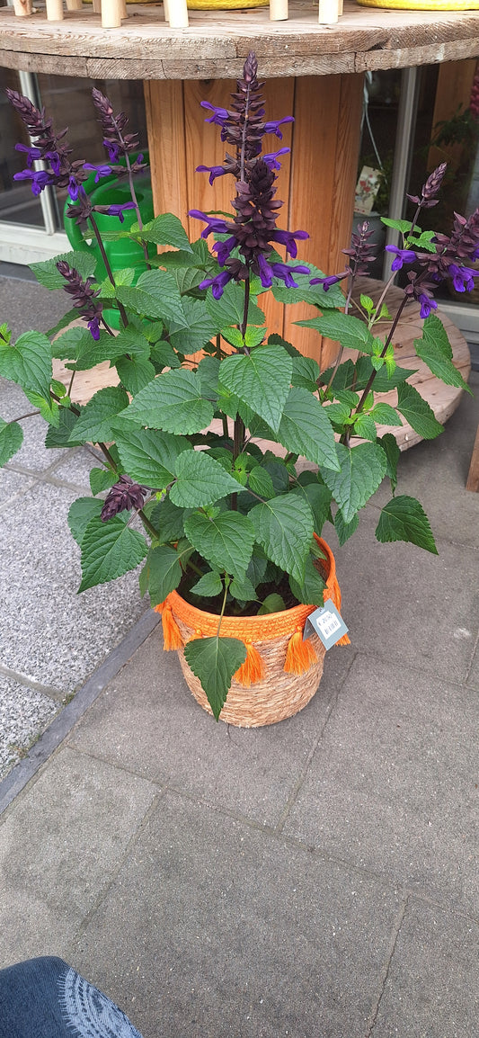 Salvia