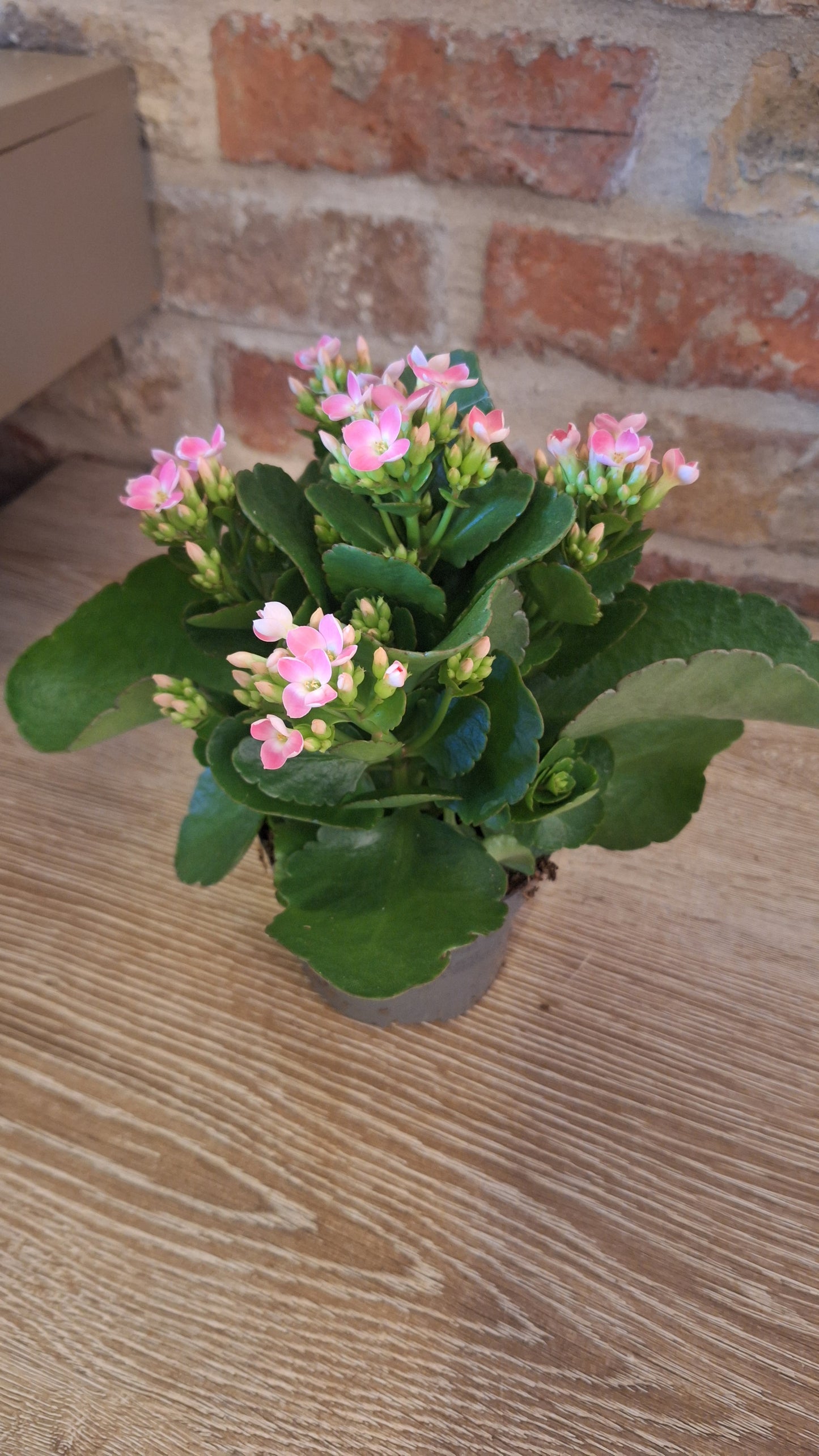 Kalanchoe roze dia 9cm