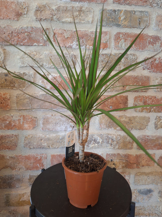 Dracaena dia 12cm