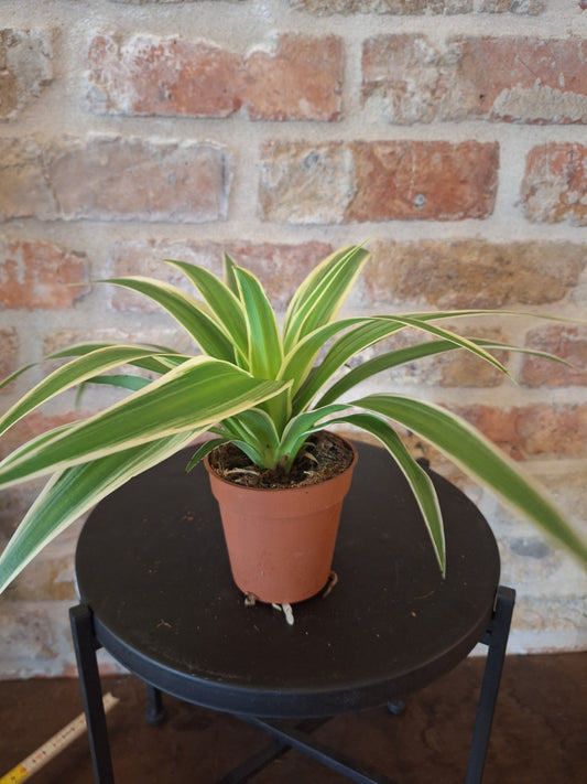 Chlorophytum dia 9cm