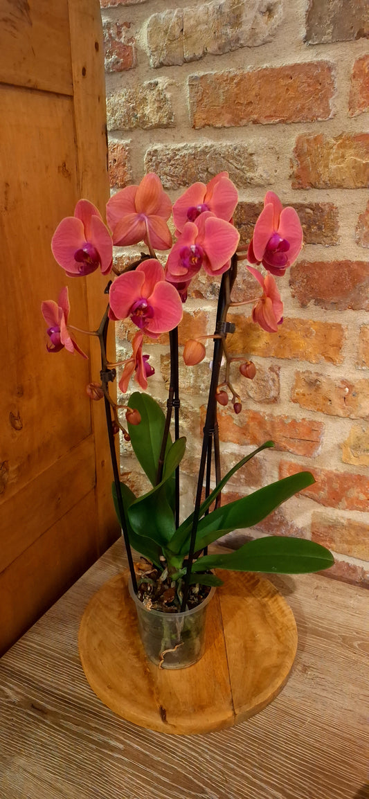 Orchidee cascade coral dia 12cm