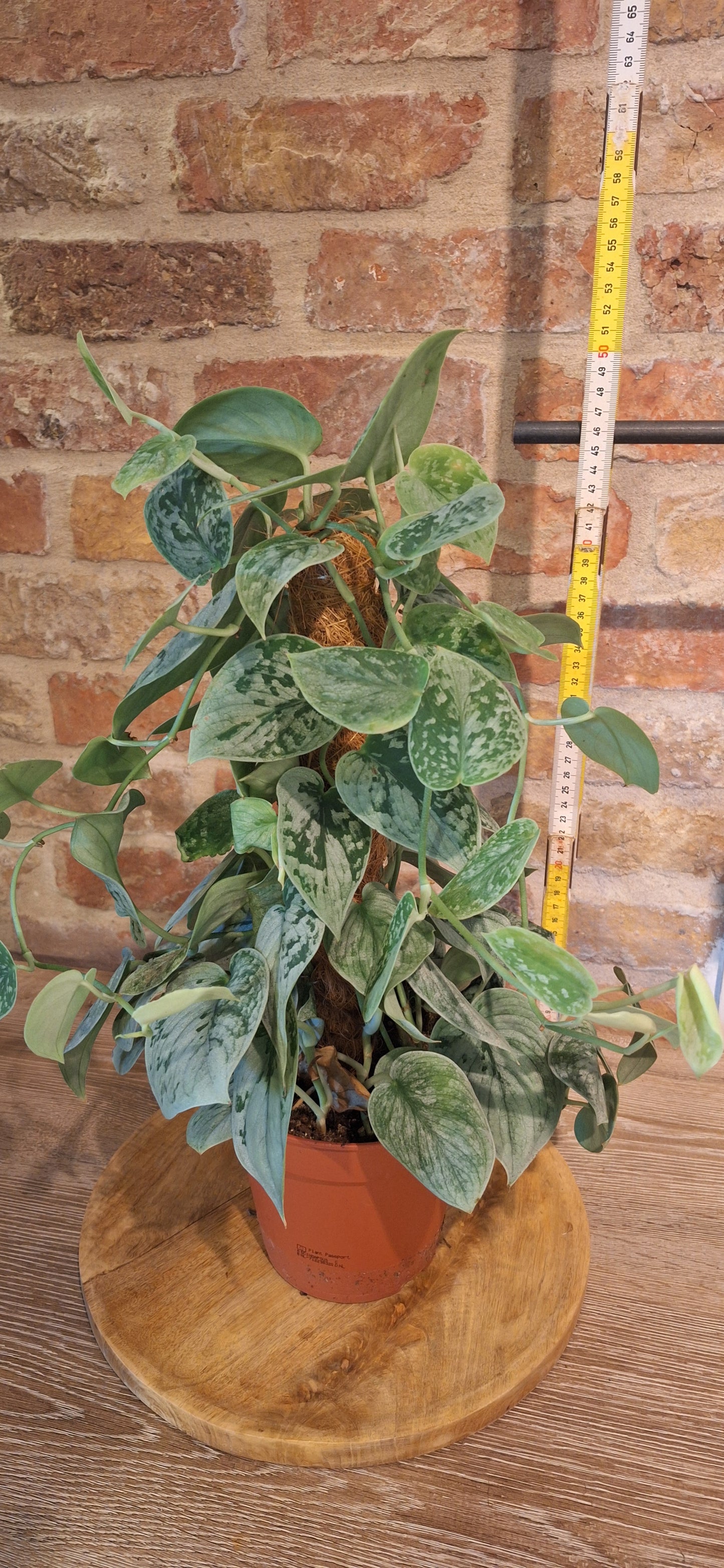 Scindapsus silver op mosstok dia 15cm
