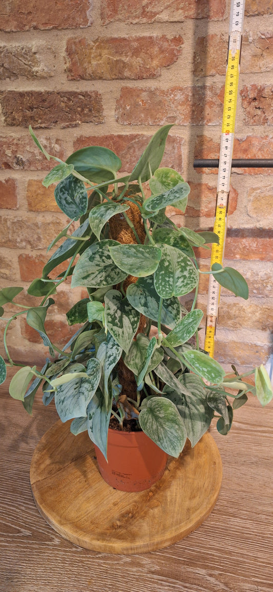 Scindapsus silver op mosstok dia 15cm