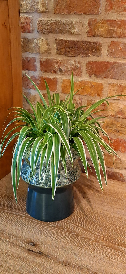 Chlorophytum in pot