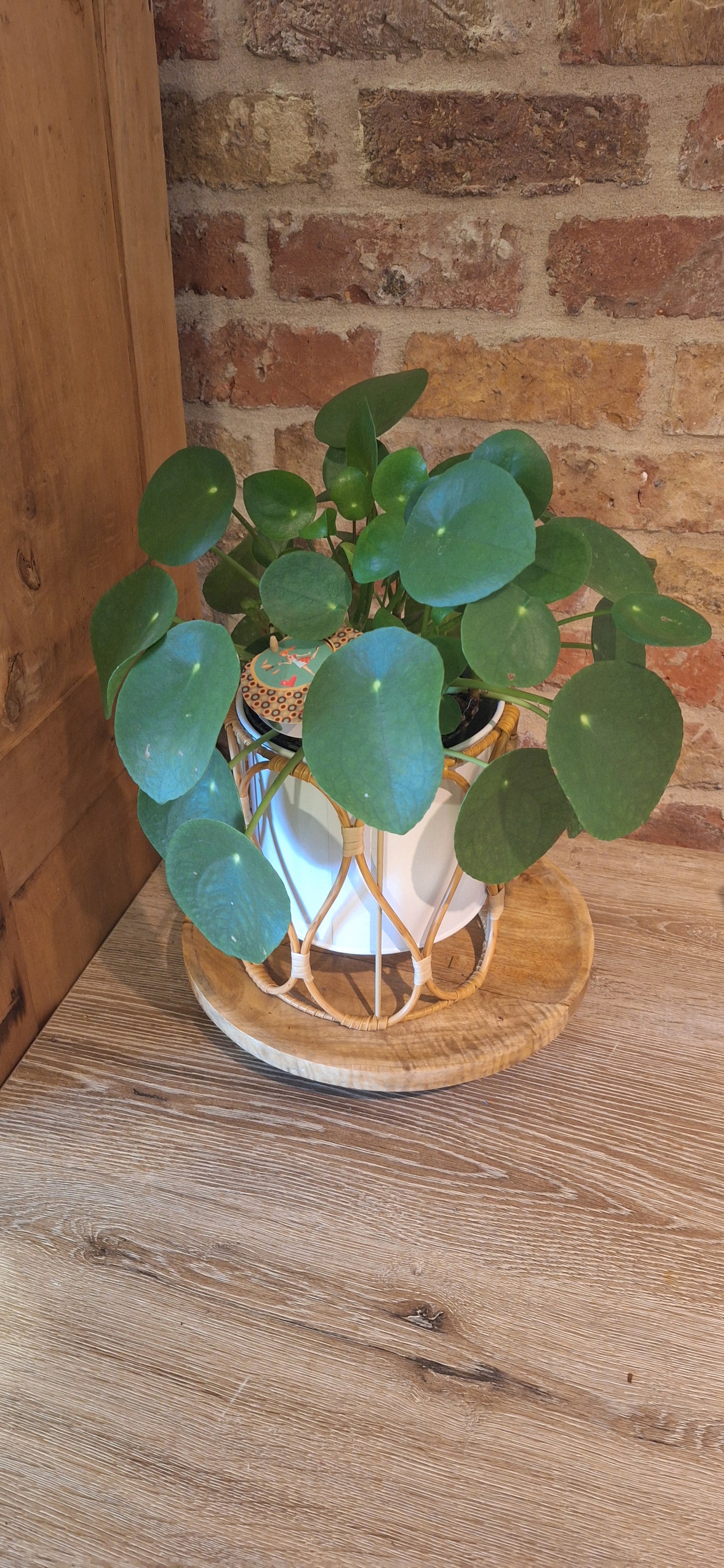Peperomia pancake plant in mesh pot