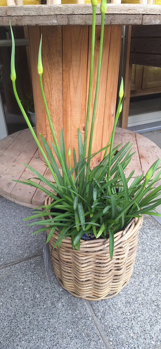 Agapanthus