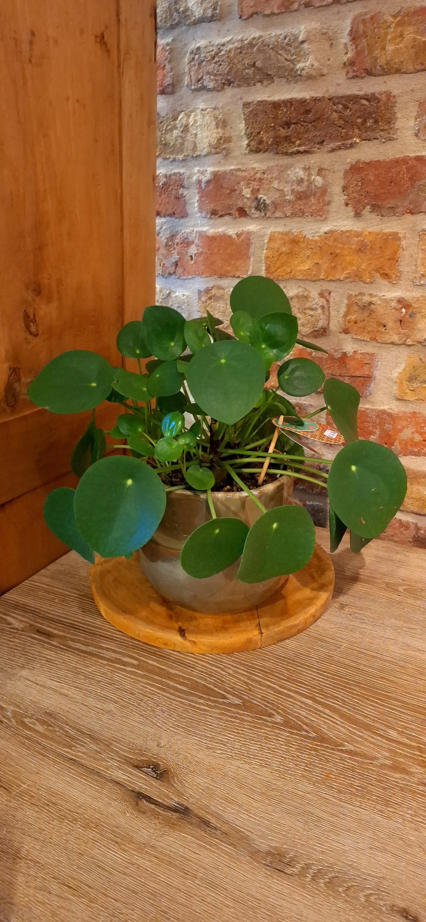 Peperomia - pannenkoekenplant in pot olive