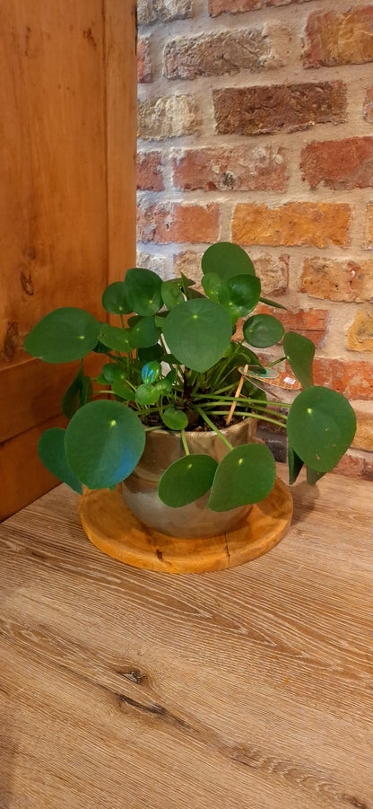 Peperomia - pannenkoekenplant in pot olive