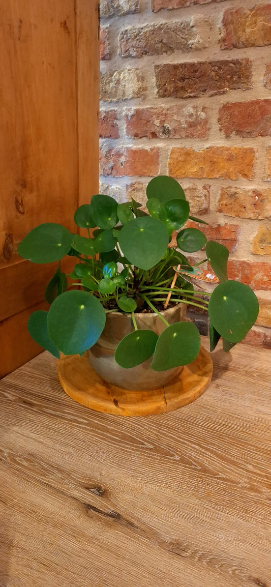 Peperomia - pannenkoekenplant in pot olive