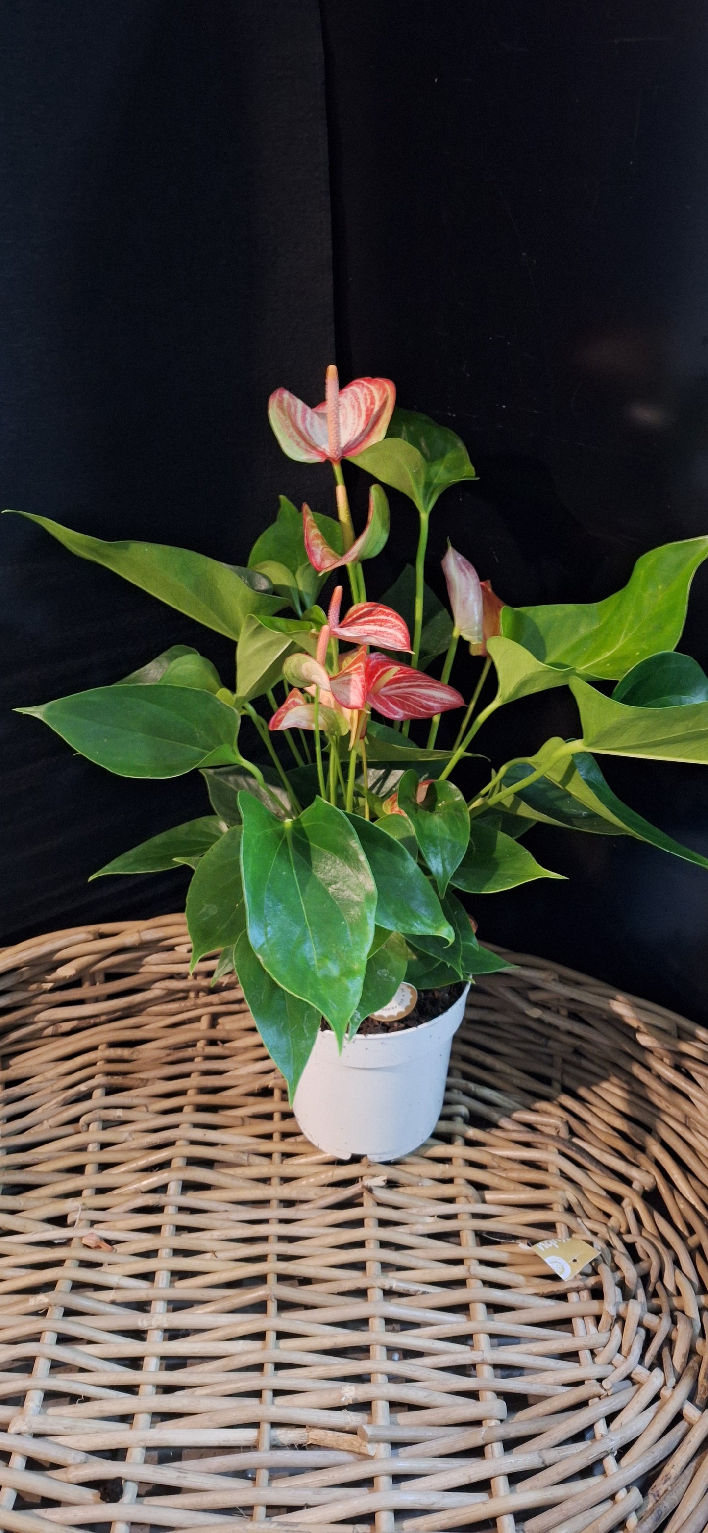 Medium Anthurium red