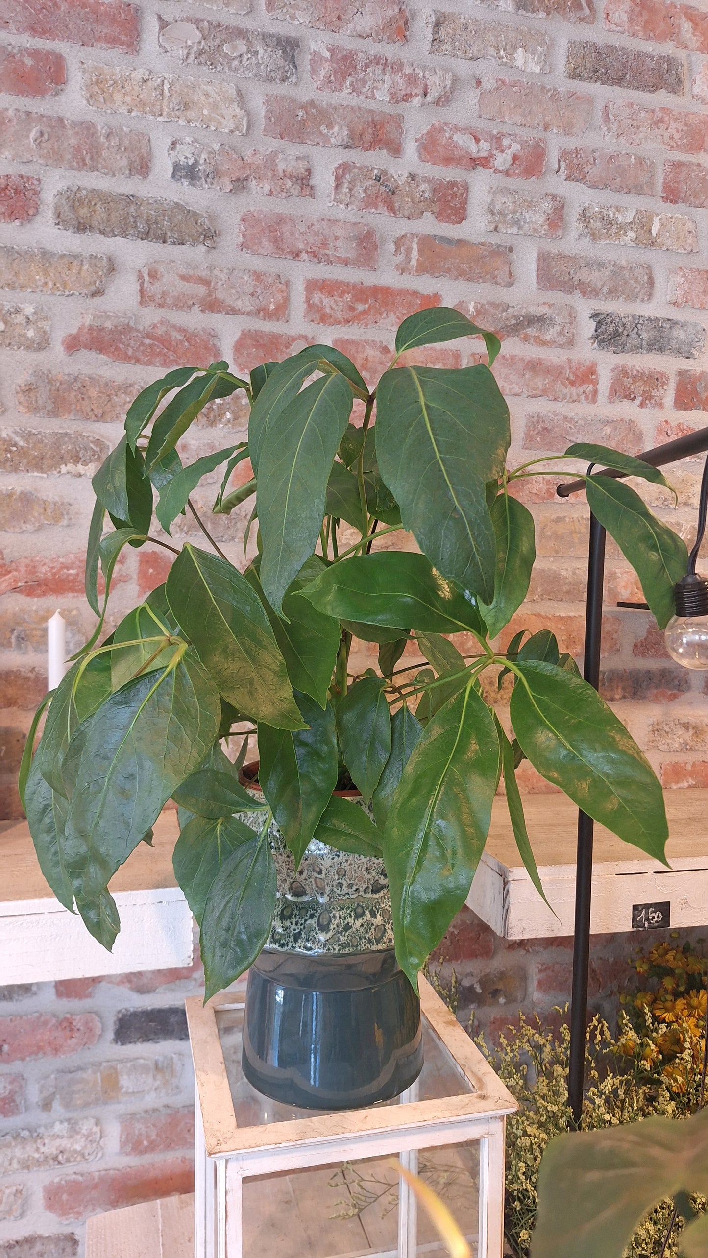 Ficus dia 17cm