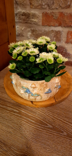 Schaal / pot mushrooms met plantjes dia 15cm