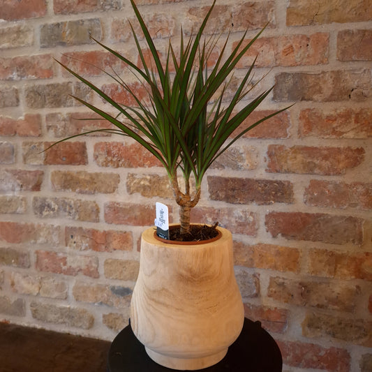 Teak planter Small dia 12cm