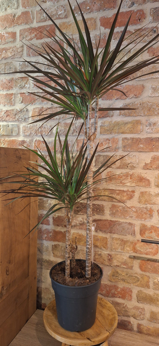 Dracena dia 21cm