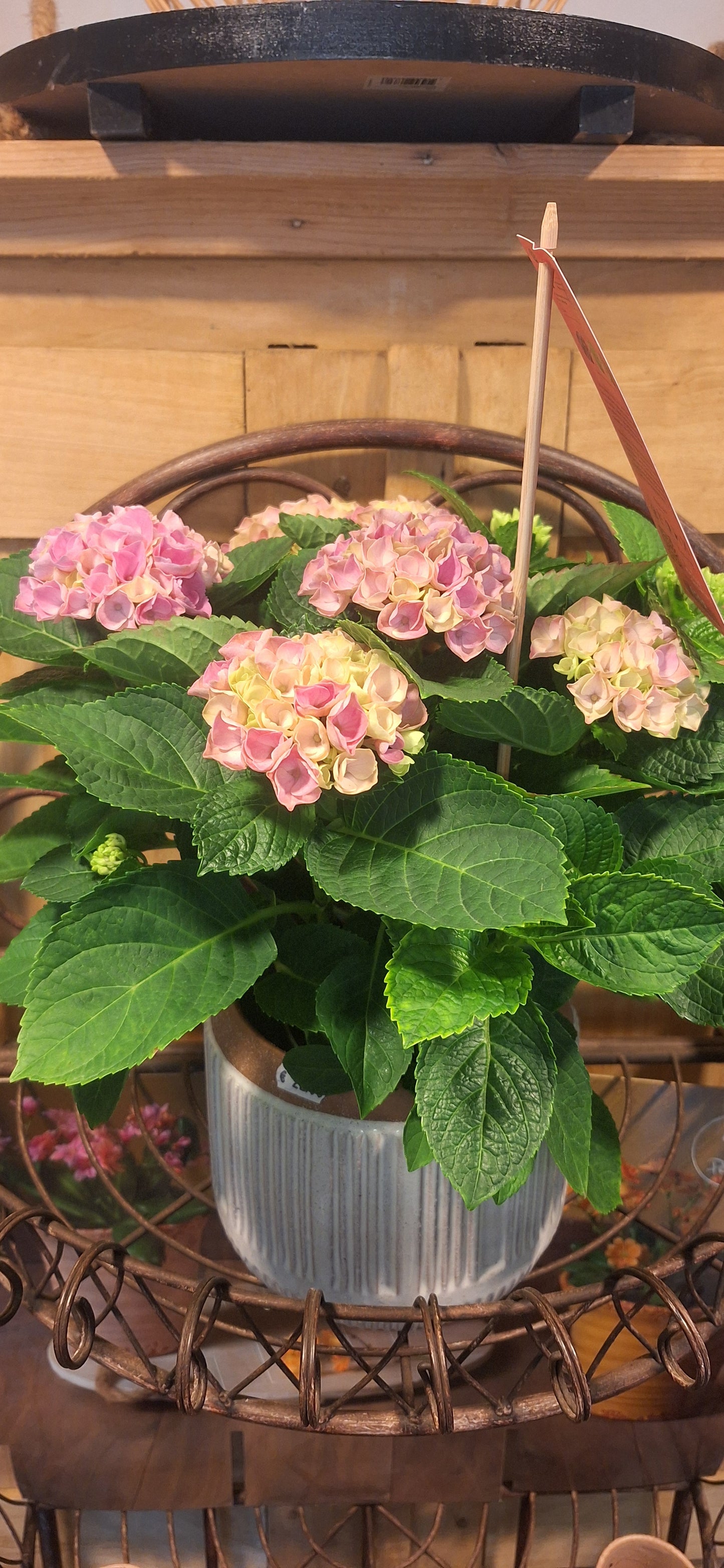 Indoor Hortensia roze