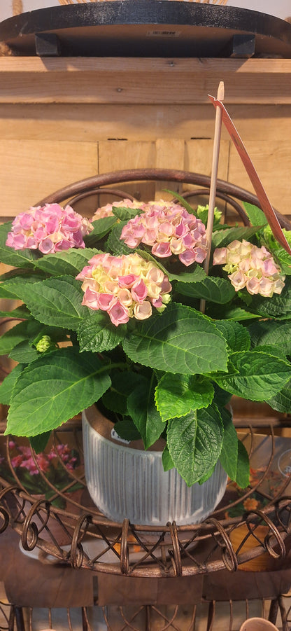 Indoor Hortensia roze