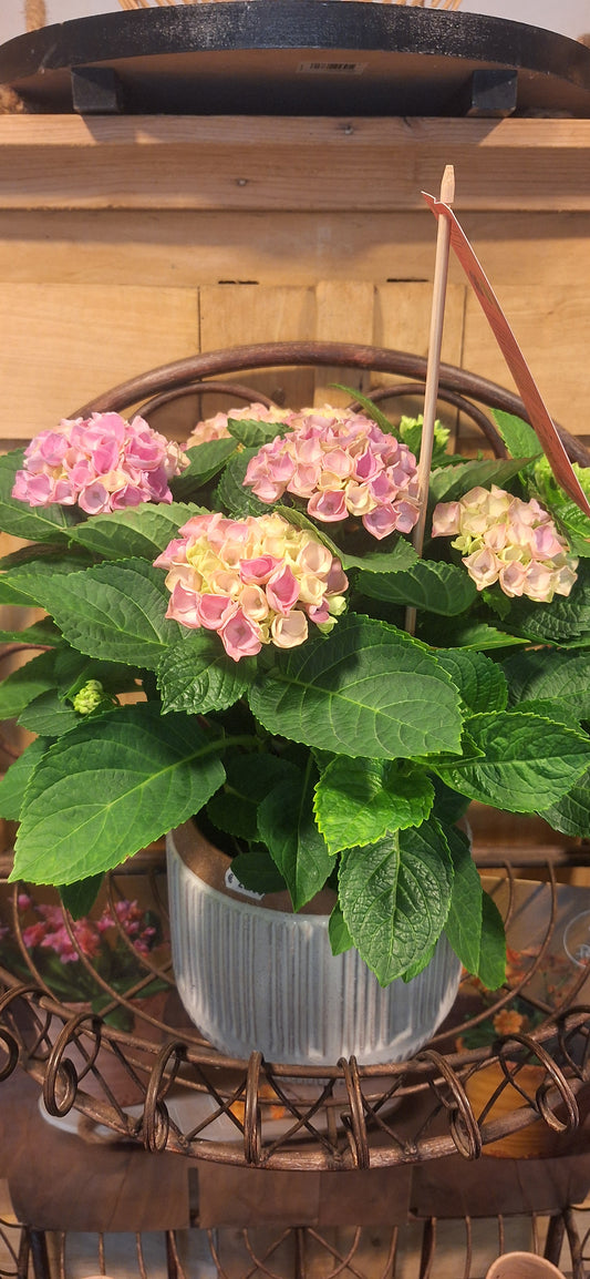 Indoor Hortensia roze