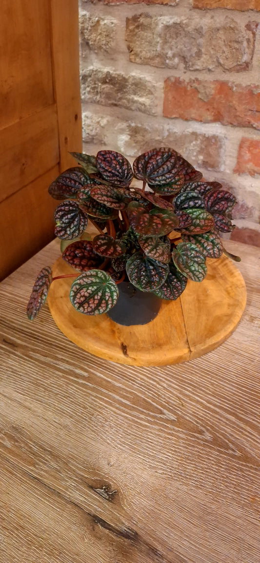 Peperomia lucinda dia 12cm