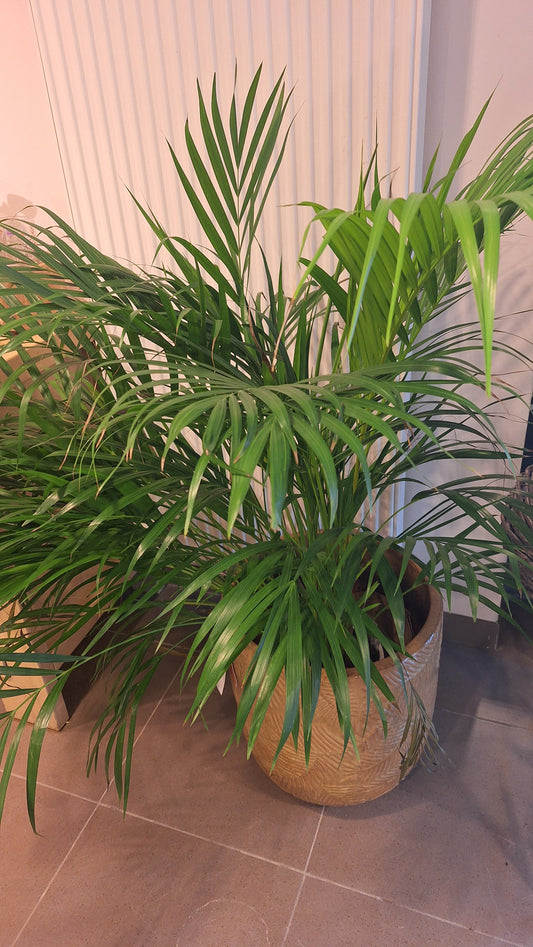 XL Dypsis kamerplant