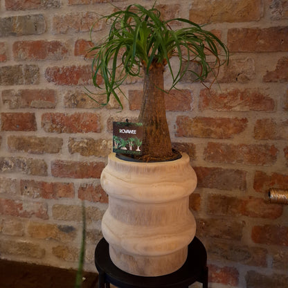 Teak planter Medium dia 17cm