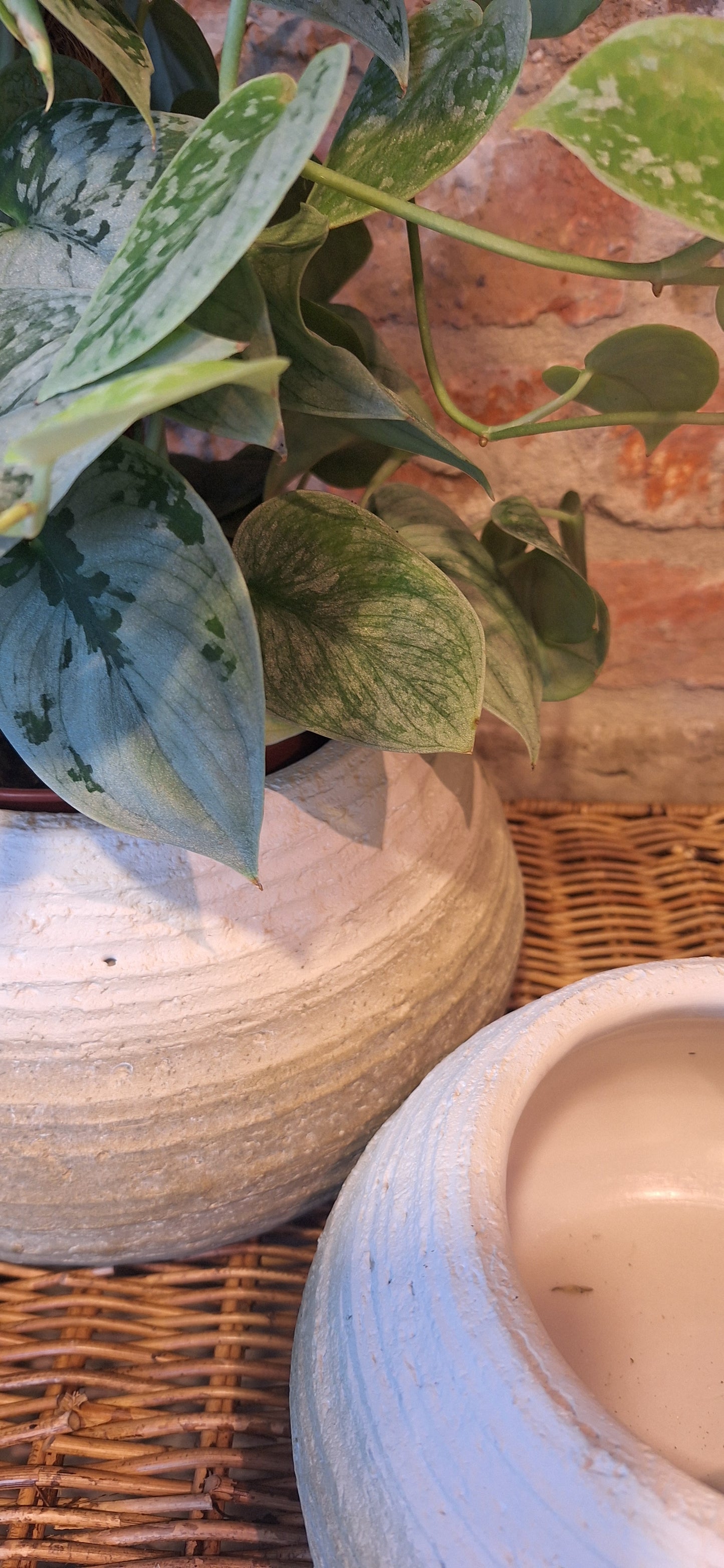 Scindapsus op mosstok in decoratieve schaal / pot