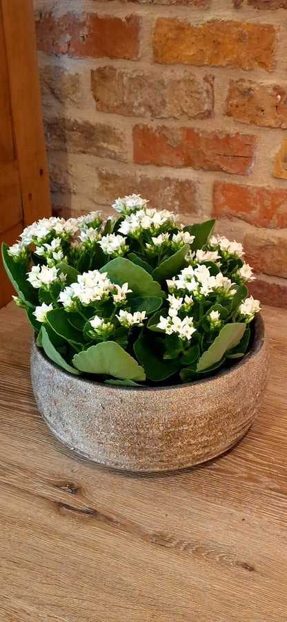 Kalanchoë in schaal