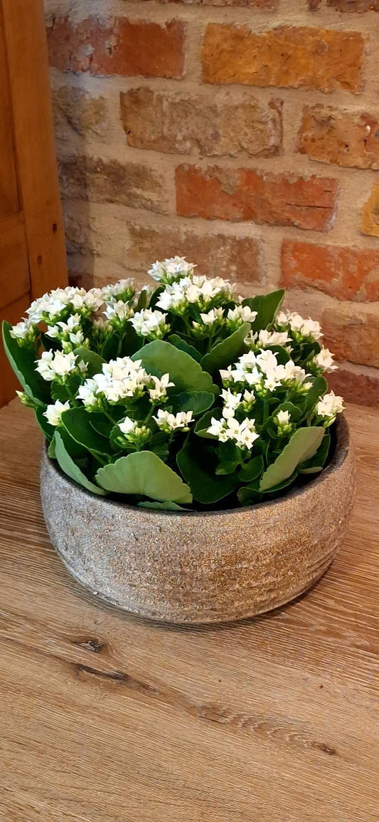 Kalanchoë in schaal