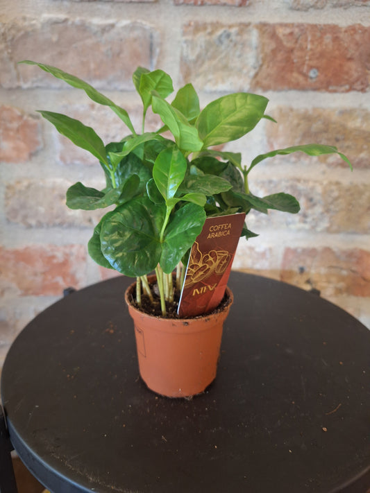 Coffea arabica dia 7cm