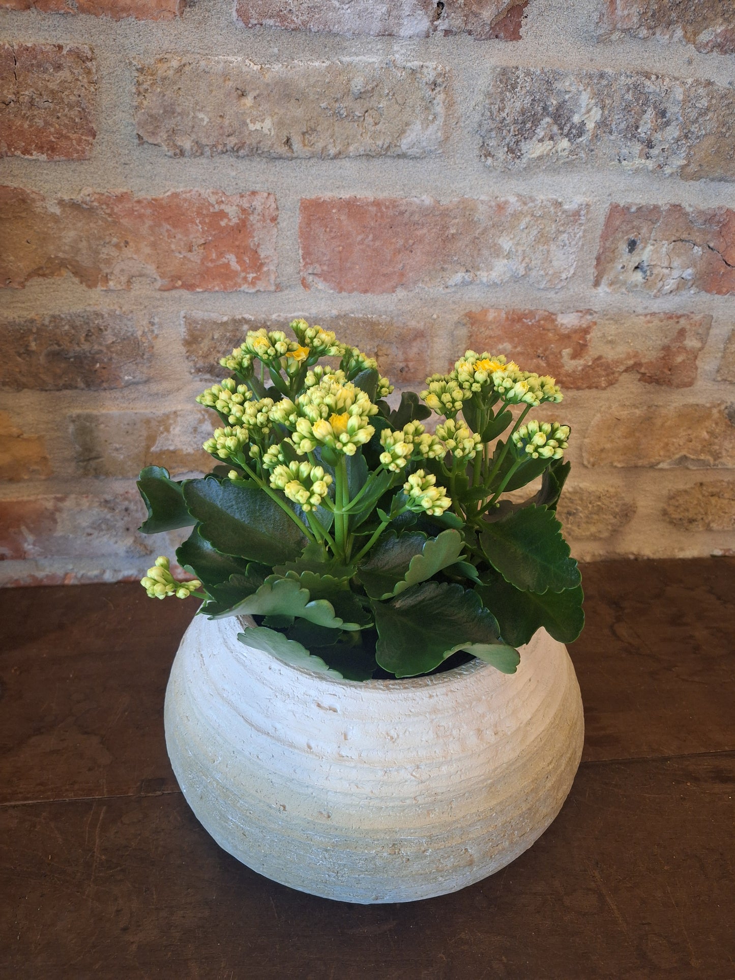 Kalanchoë in schaal dia 28cm