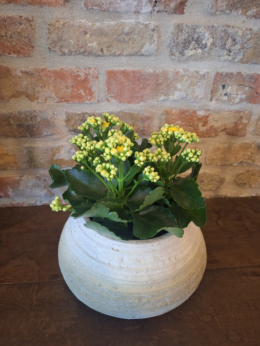 Kalanchoë in schaal dia 28cm
