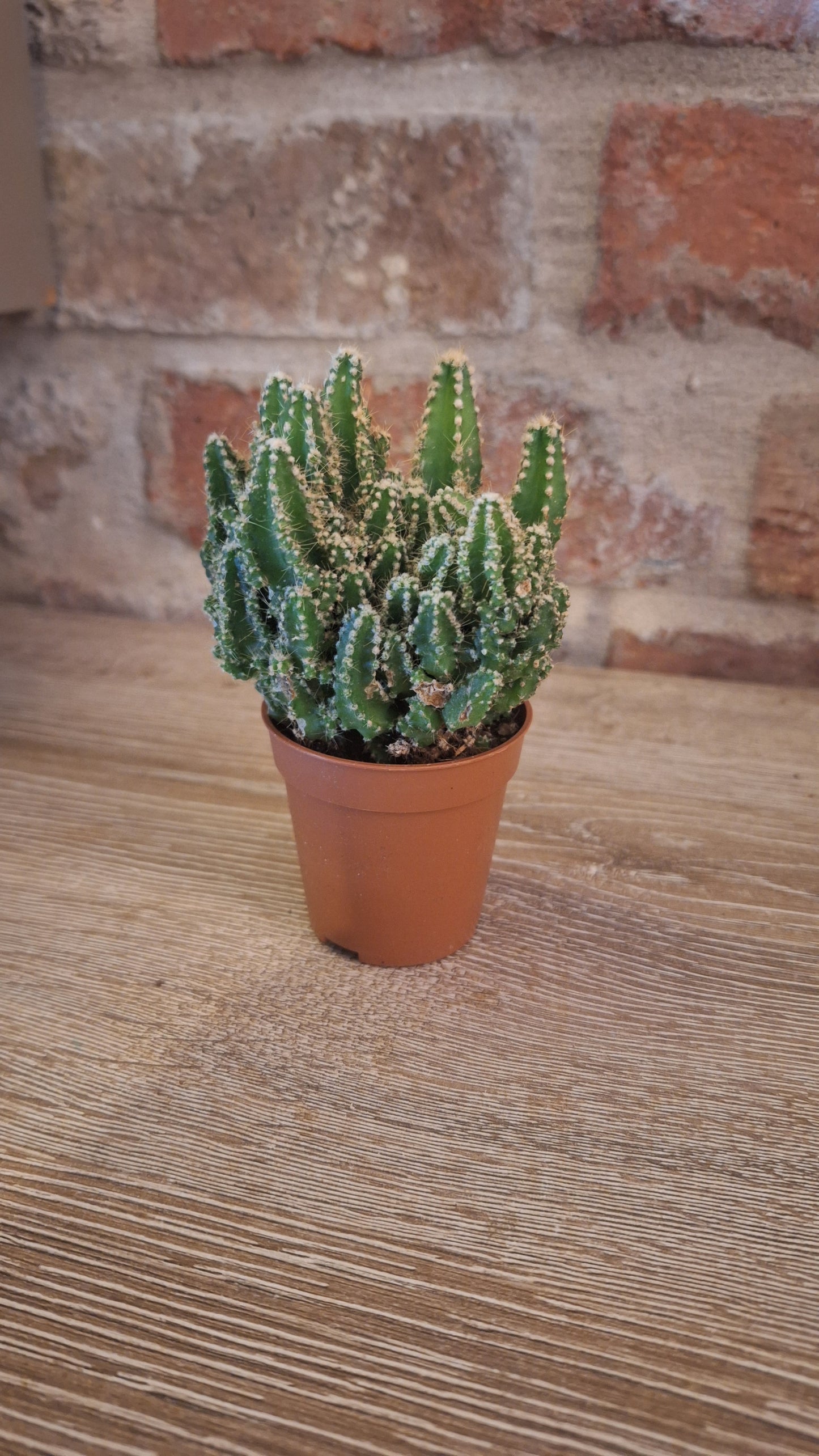 Cereus fairy castle dia 6cm