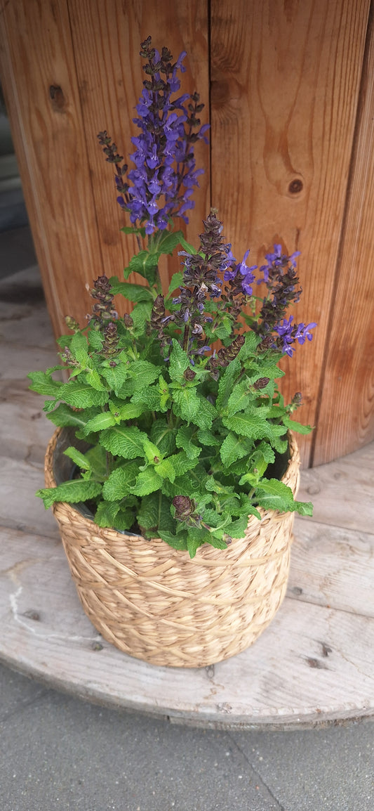 Salvia dia 13cm