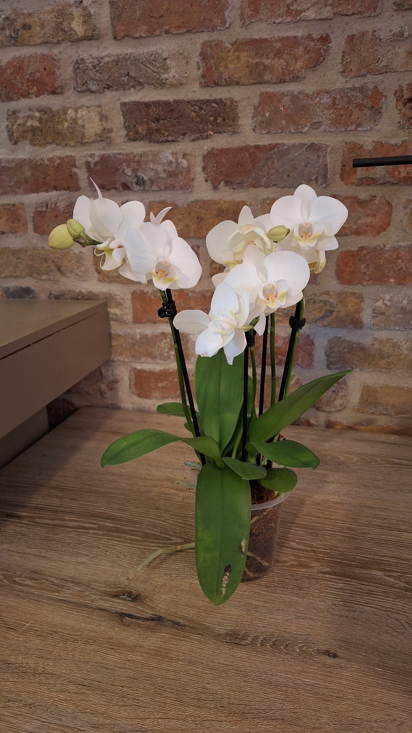 Orchidee wit dia 12cm