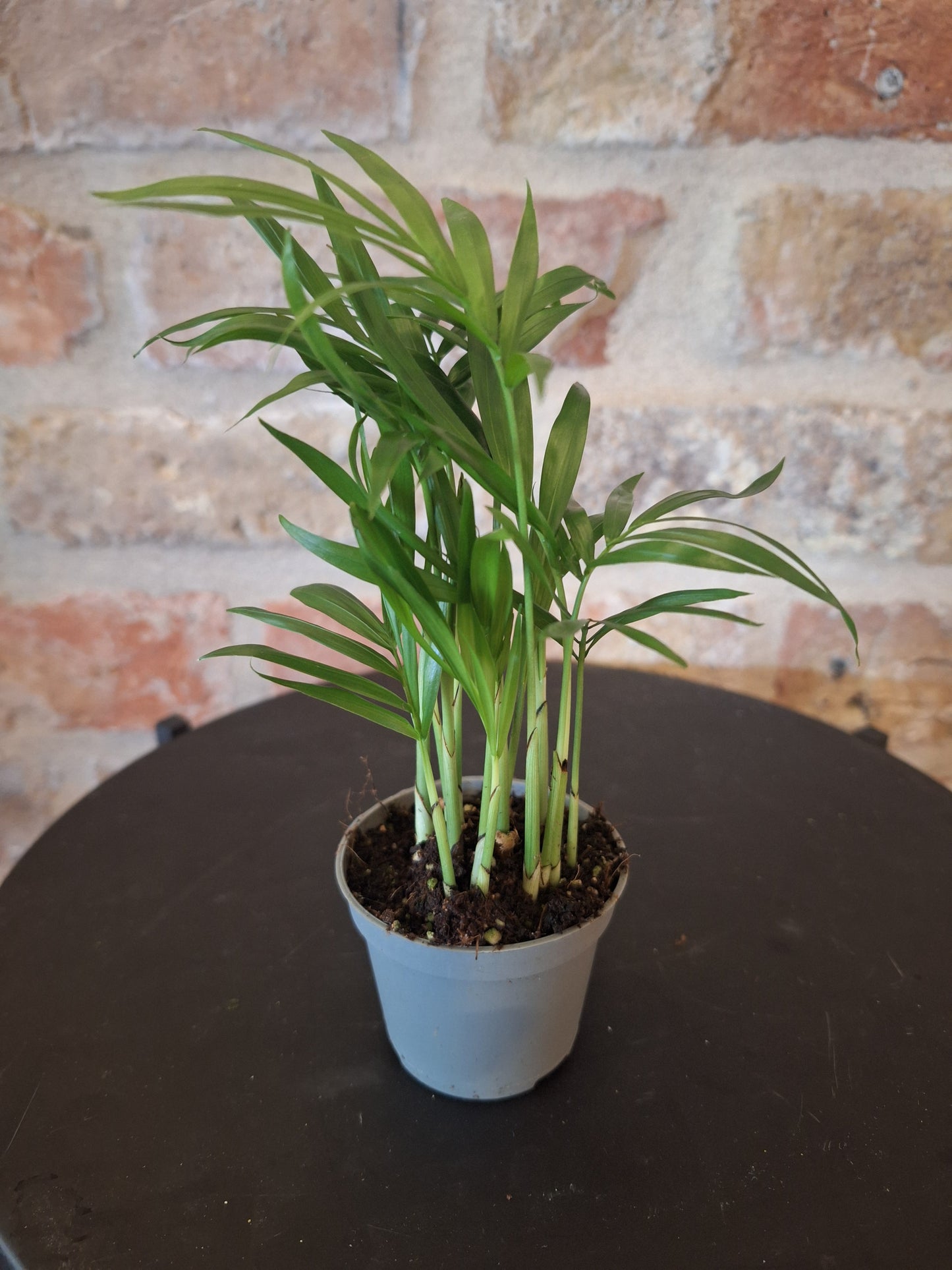 Acer palm mini dia 6cm