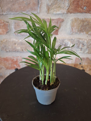 Acer palm mini dia 6cm