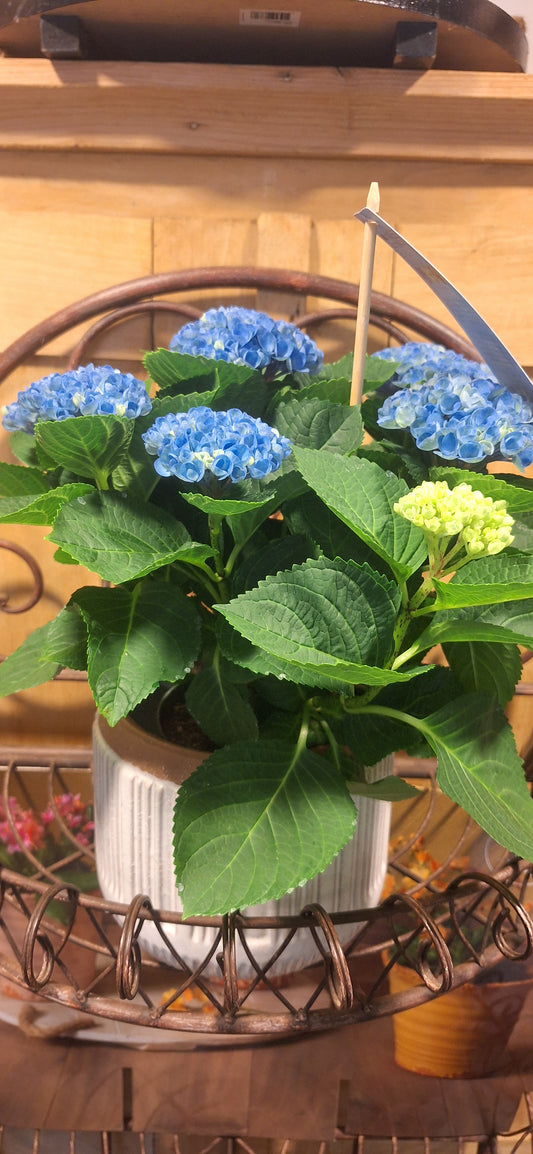 Indoor Hortensia blauw