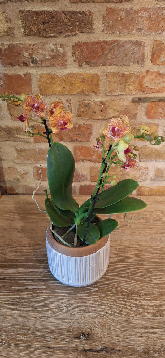 Orchidee creme in pot