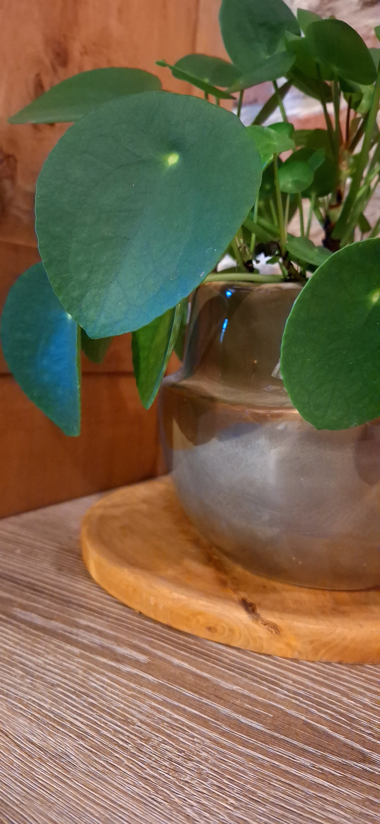 Peperomia - pannenkoekenplant in pot olive