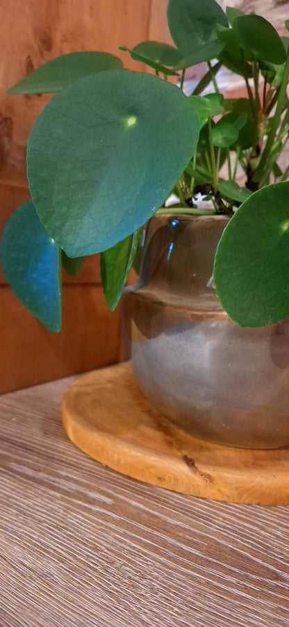 Peperomia - pannenkoekenplant in pot olive