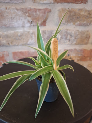 Chlorophytum mini dia 6cm