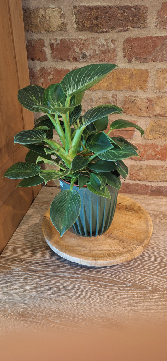 Calathea in gerecycleerde pot