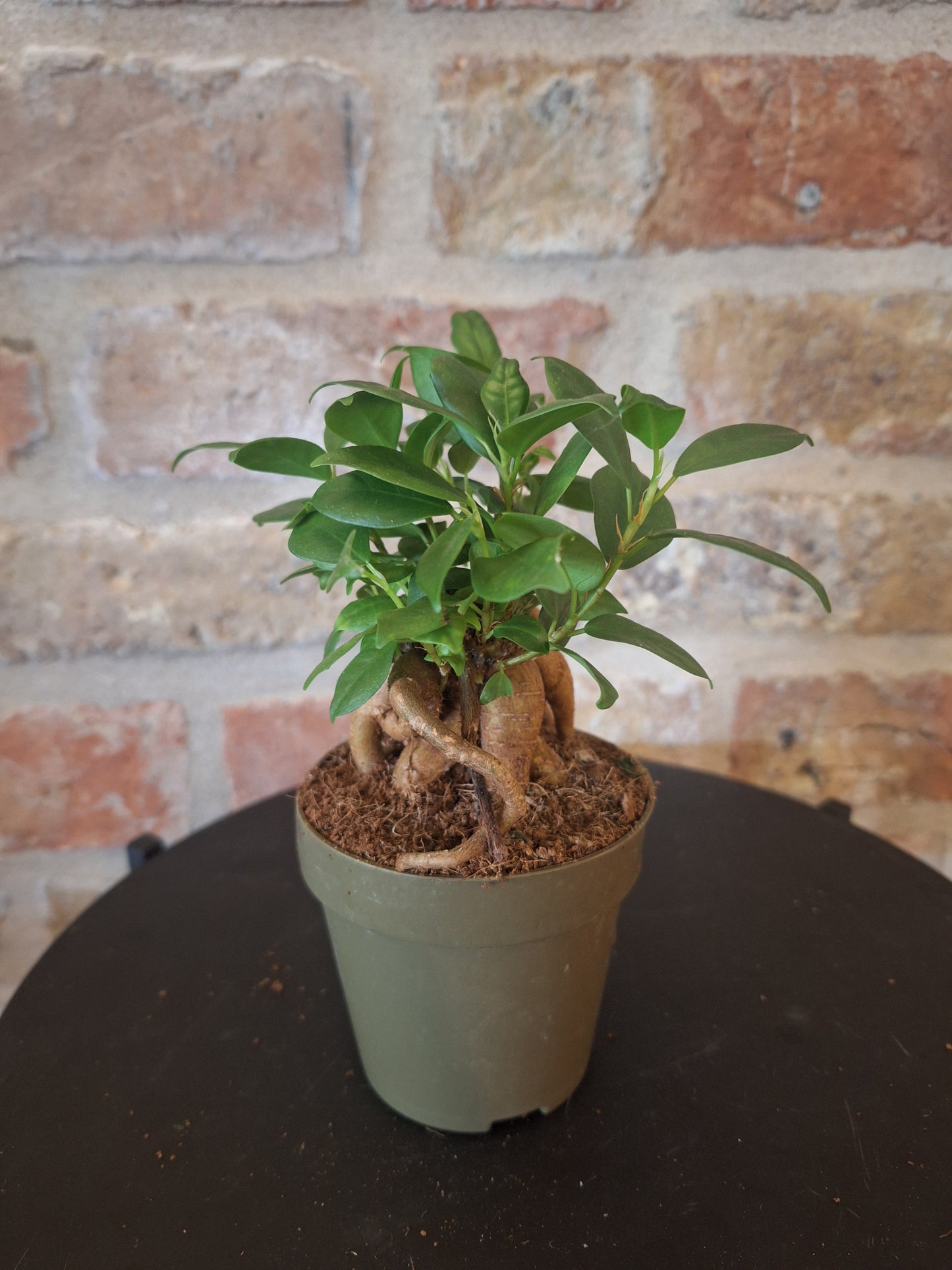 Ficus bonsai dia 8,5cm