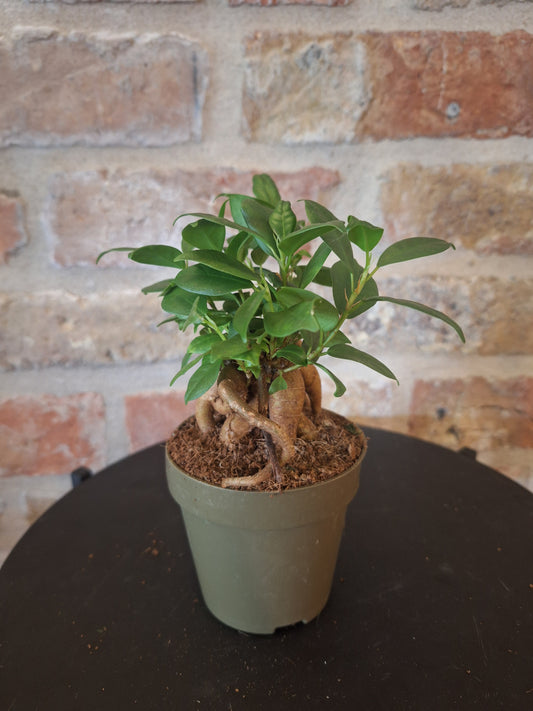 Ficus bonsai dia 8,5cm