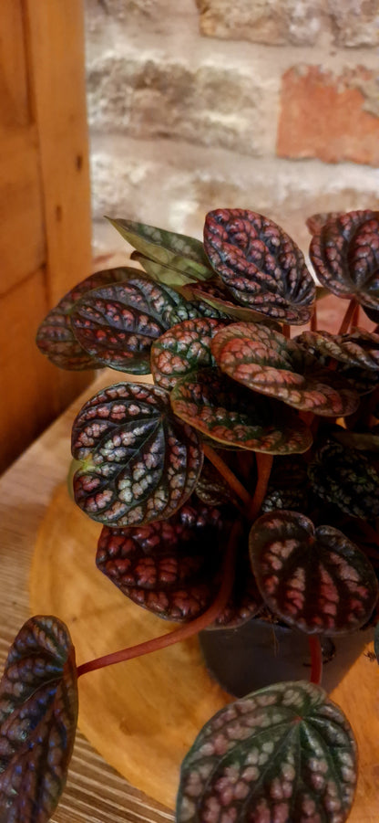 Peperomia lucinda dia 12cm