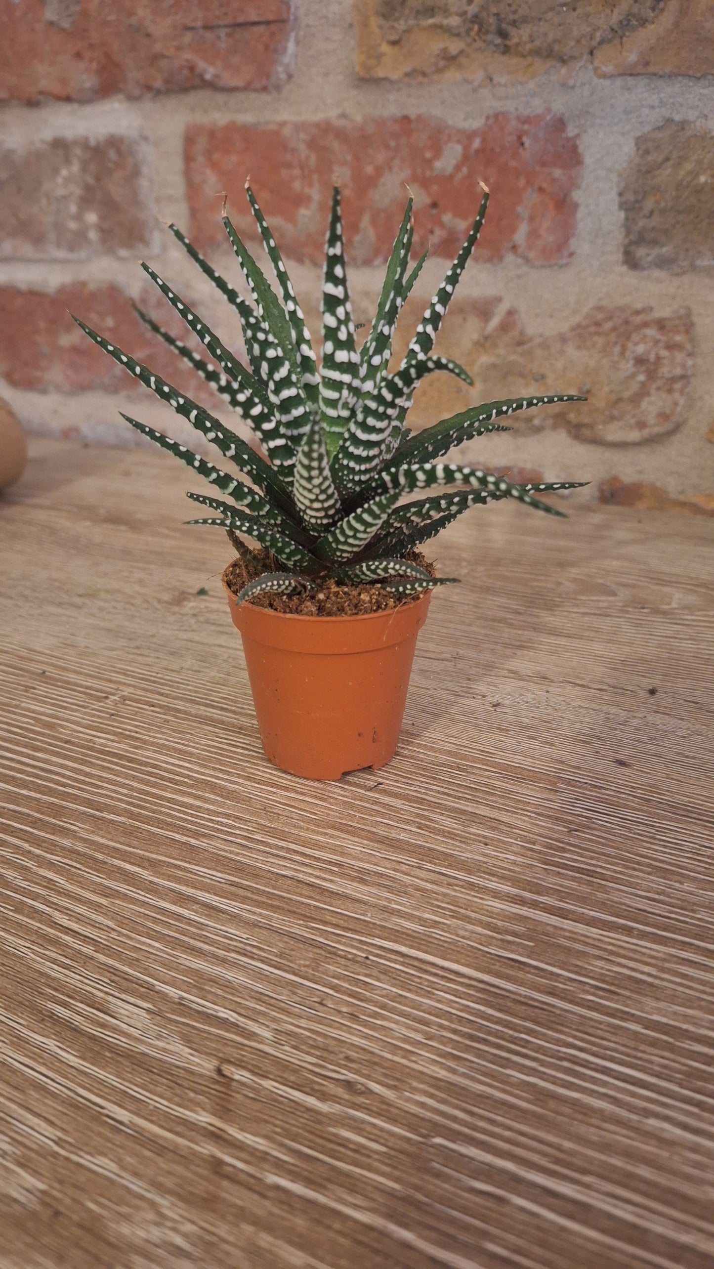 Aloë zebrina dia 6cm