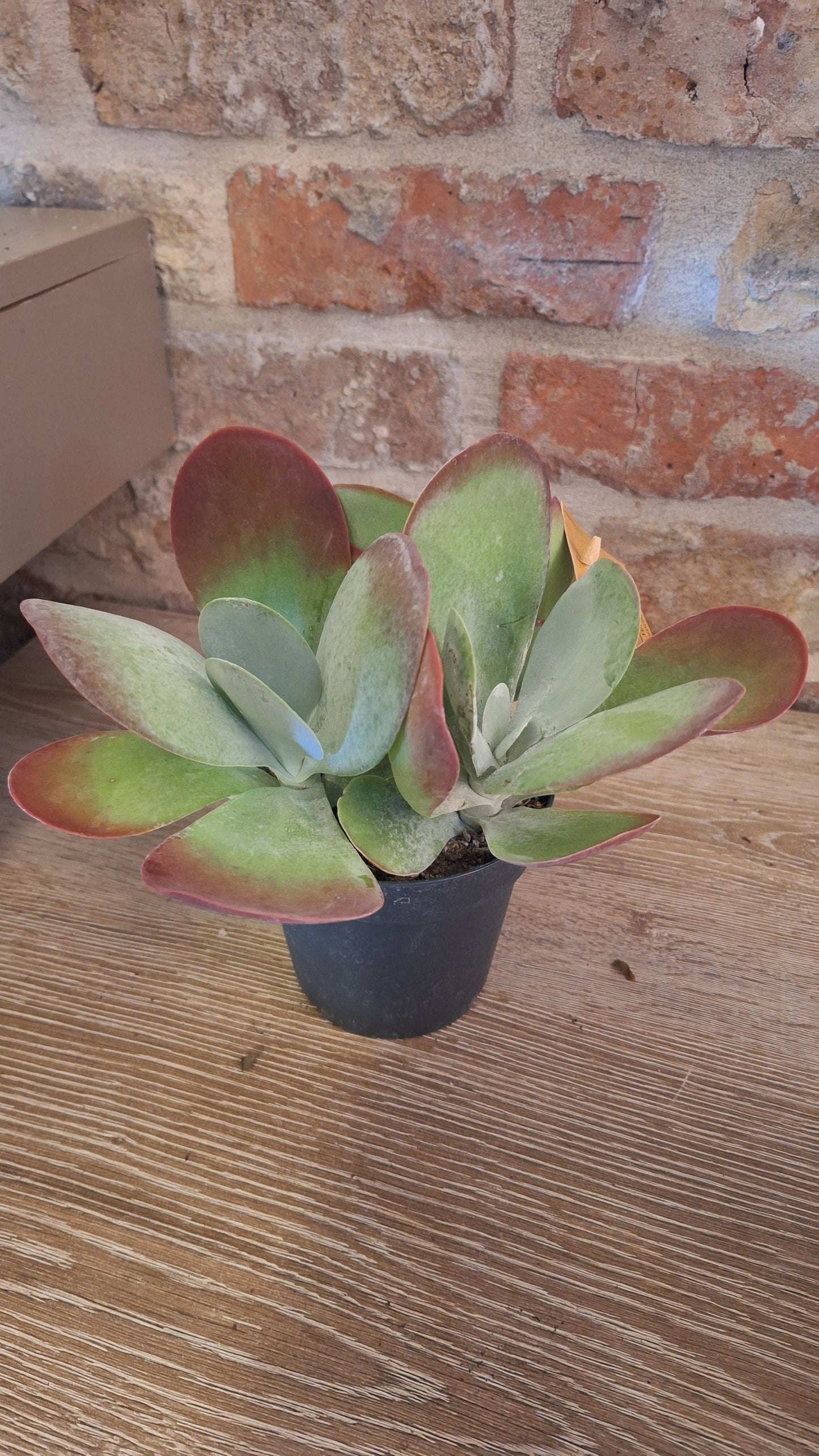 Kalanchoë Thyrsiflora dia 12cm
