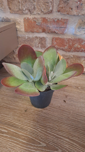Kalanchoë Thyrsiflora dia 12cm
