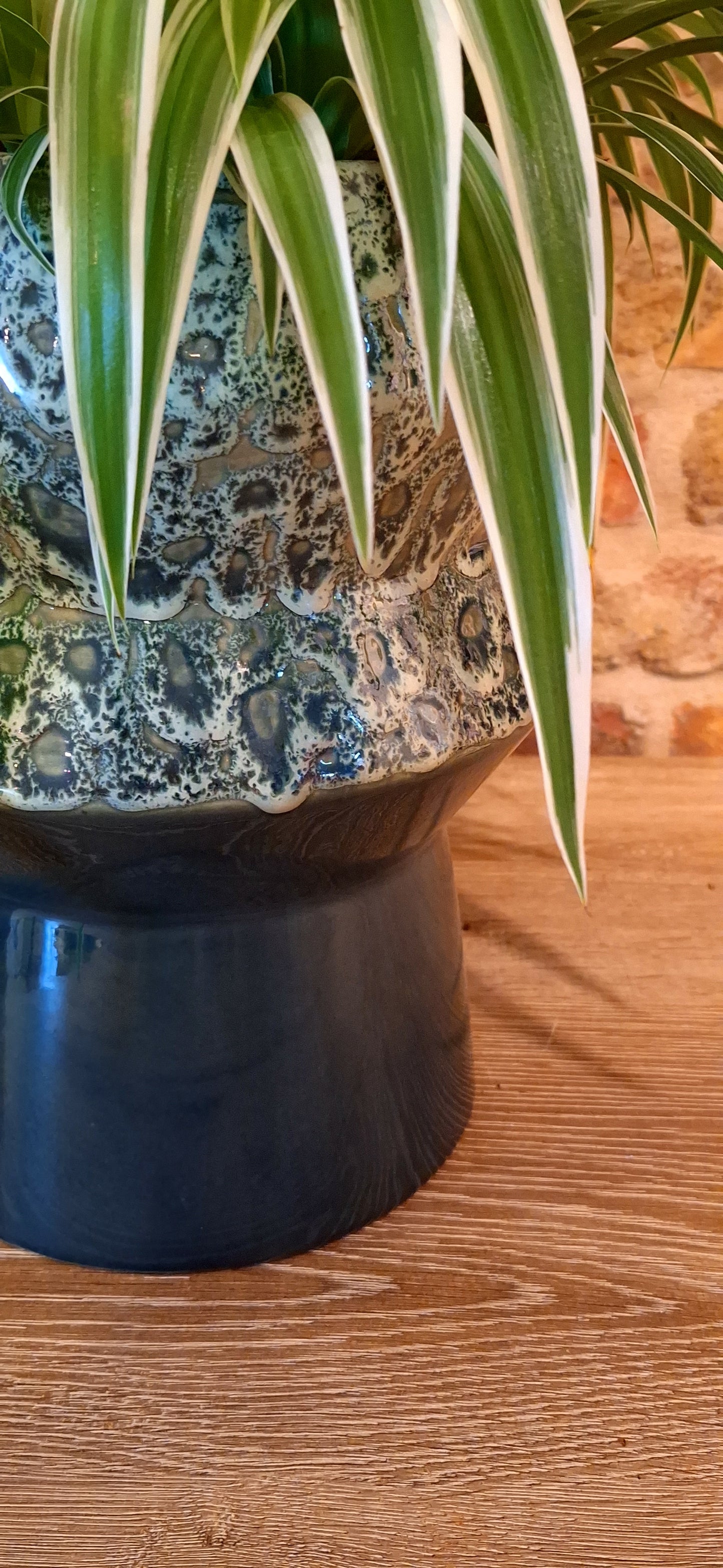 Chlorophytum in pot